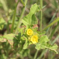 Malachra capitata (L.) L.